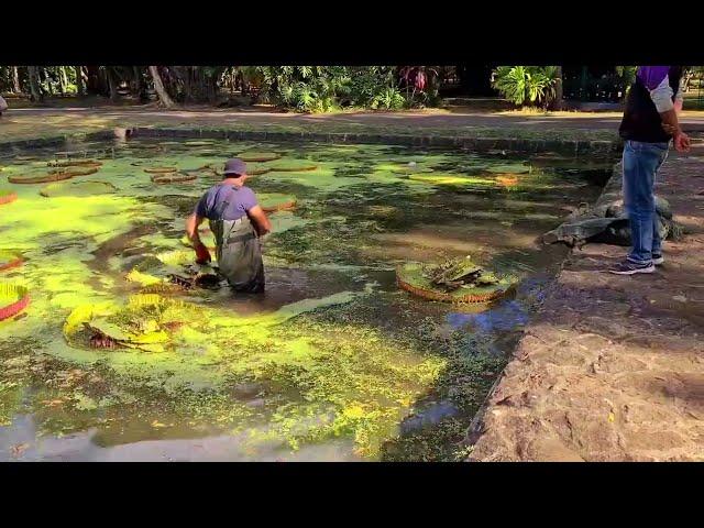 Pond Cleaning At Botanical Garden  Pamplemousses Mauritius