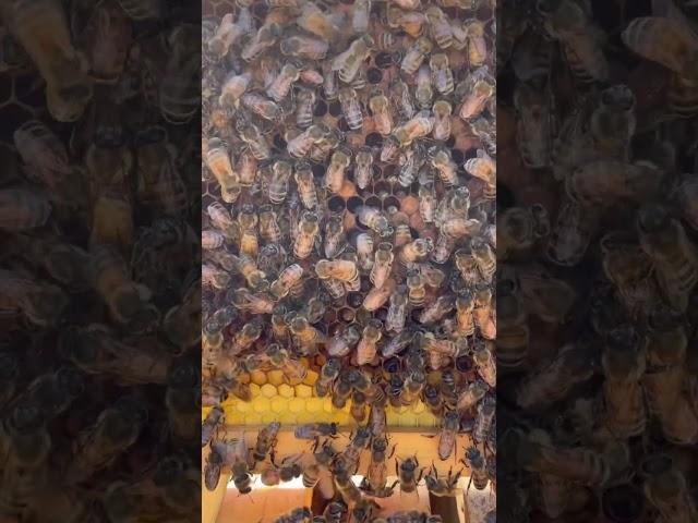 Can You Find the Queen Bee?