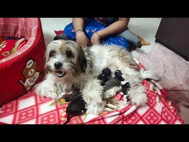 Lasha Apso Gives Birth To 5 Puppies  ! Finally Delievery Ho Gayi #LashaApso #Puppies