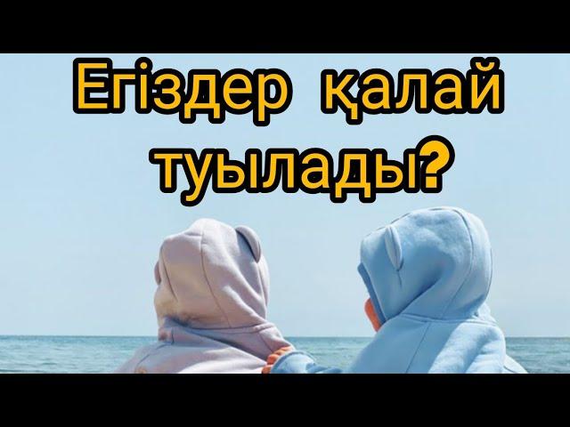 Егіздер қалай туылады?