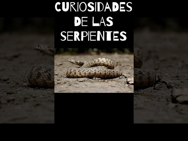 Curiosidades de serpientes  #animals #serpientes #snake #animales #viral #short #shorts