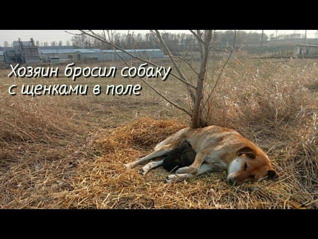 Беременную собаку хозяин бросил в поле | под кустом она родила щенят |help the dog and puppies