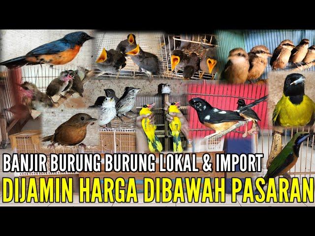 MASUK LAGI‼️MARKAS BURUNG LOKAL & IMPOR STOCK RATUSAN EKOR SEMUANYA BISA DINEGO 0838-7553-6945