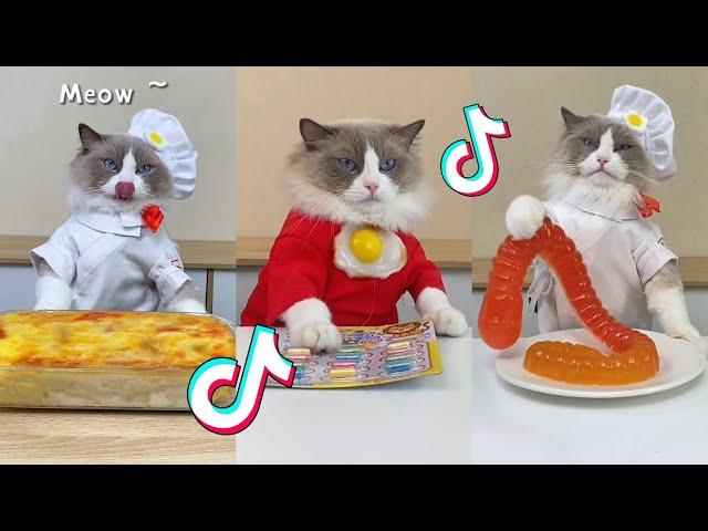 That Little Puff | Cats Make Food  | TikTok Compilation 2023 #5