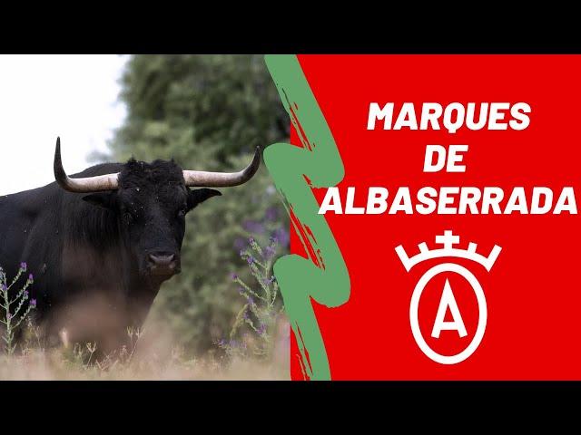 GANADERÍA MARQUES DE ALBASERRADA | TOROS 2022  (reportaje completo)