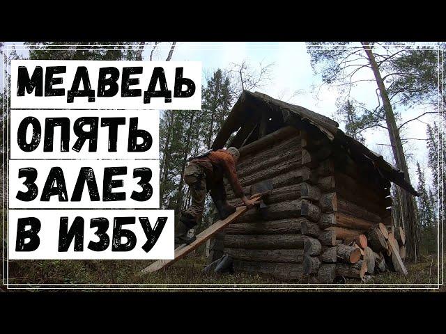 Медведь  залез в избу.Алтай лает лося.