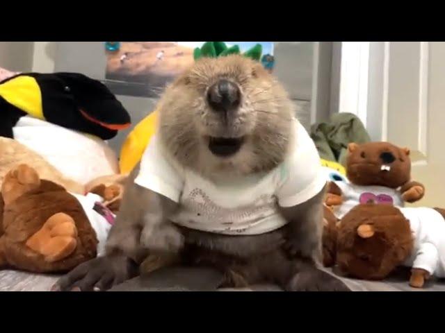 Rescue beaver builds dam with stuffed toys