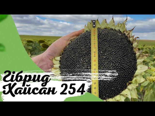 Гібрид соняшнику ХАЙСАН 254 в 2020 с.Корсунь // AltaSeeds та PlantAgro