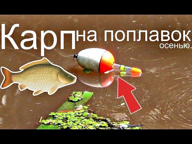 Как ловить карпа осенью в сентябре и октябре на поплавочную удочку с берега?