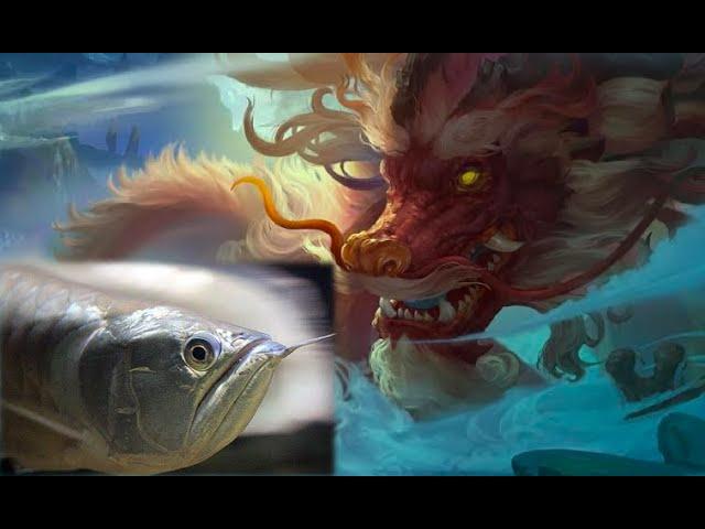 The Legendary Dragon Fish | Feng Shui Story of Asian Arowana