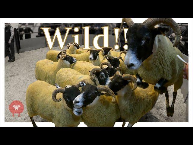 WILD SCOTTISH SHEEP ESCAPE DURING SALE... and I try to buy them!!