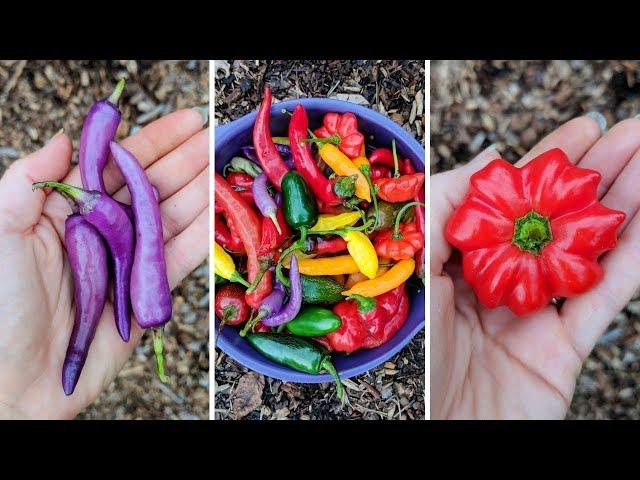 HOT PEPPER Review! Rare and Heirloom Varieties! (2018)