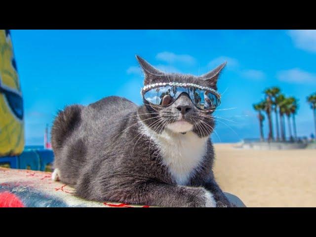 СМЕШНЫЕ КОТЫ И ДРУГИЕ ЖИВОТНЫЕ / 3 МИНУТЫ СМЕХА / FUNNY CATS AND OTHER ANIMALS