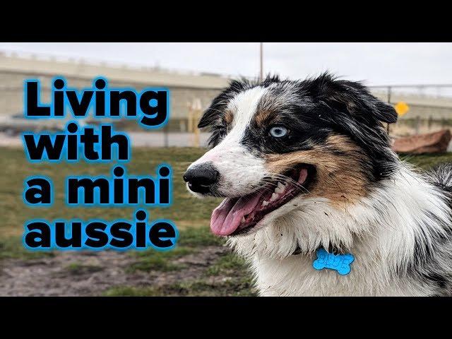 Living with a 1 year old Mini Aussie!