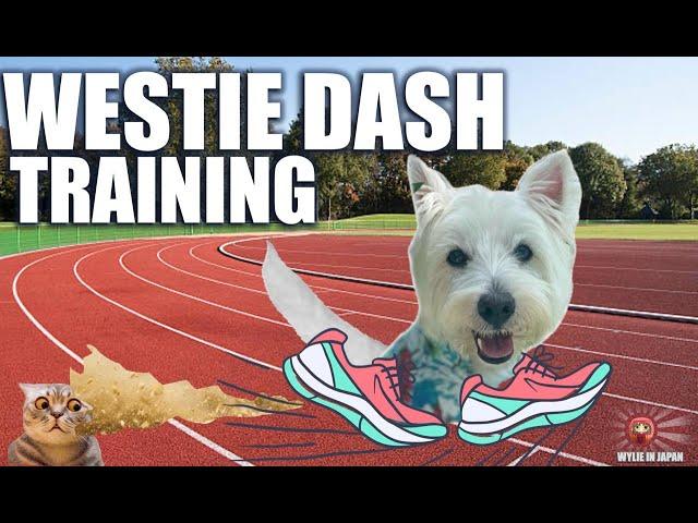 Westie Dash Training | Westie Party 2024 preparation!