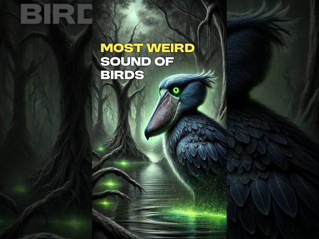 Most Weird sound Of Birds 