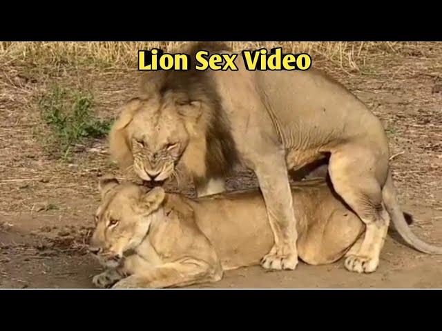 Best Scean Lion Sex Video. New Lion Sex Video. Viral Lion Sex Video