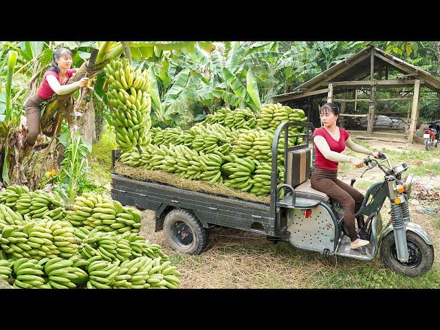 Video 90 Days Of Harvesting Bananas, Ducks and Agricultural products Goes To  Country Market Sell