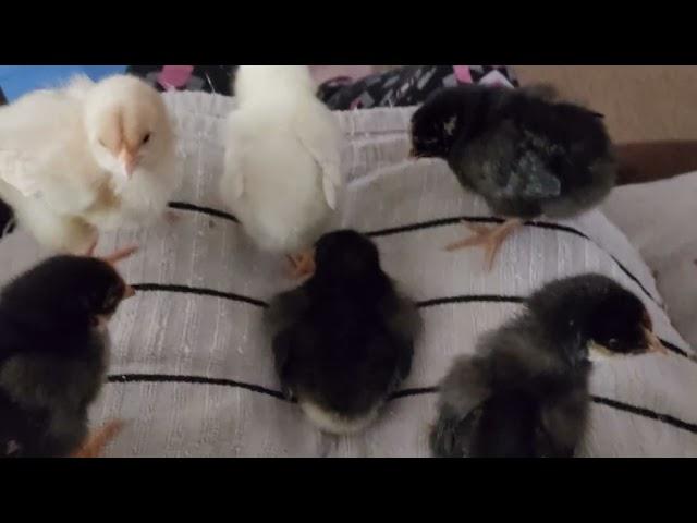 Little chicken zoomies - Lap Chickens 8K Ultra HD Short