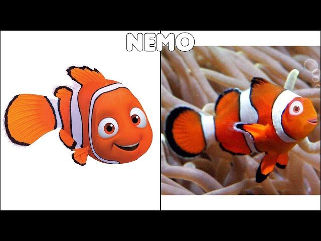 Finding Nemo Characters In Real Life