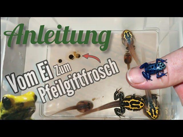 Pfeilgiftfroschzucht (Anleitung) Vom Ei zum Pfeilgiftfrosch