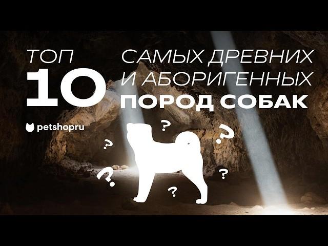 10 самых древних пород собак в мире: от Басенджи до Акита-ину! (ТОП-10 аборигенных собак)