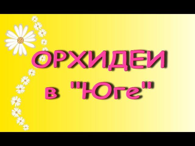 ПОТРЯСАЮЩИЙ завоз ОРХИДЕЙ,28.02.21,магазин "Юг",Самара,ул.Авиационная,8.