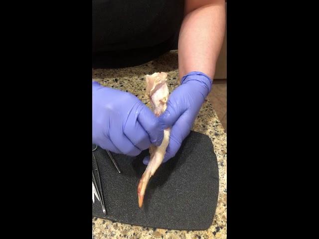 Dissection of a chicken wing