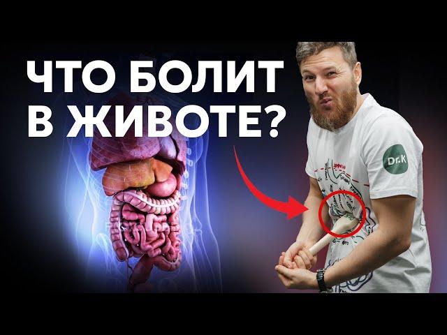 Почему БОЛИТ ЖИВОТ? Симптомы и диагностика.