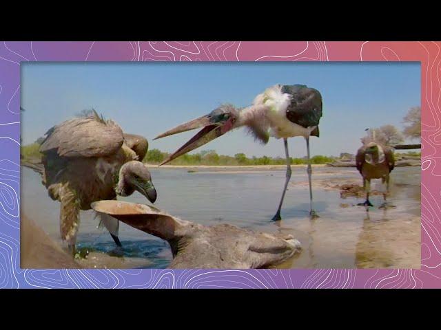 Marabou Stork Battles Ruppell's Vultures Over Kudu Carcass