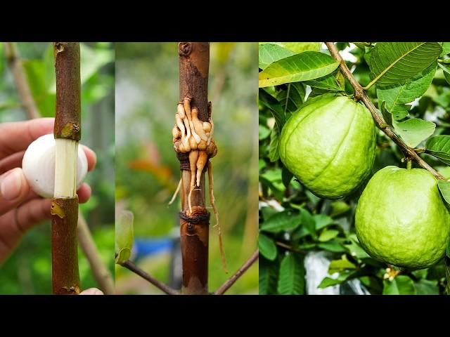 New technique propagate guava tree by air layering using onion juice