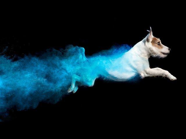 Why the internet fell in love with these mesmerizing dog photos
