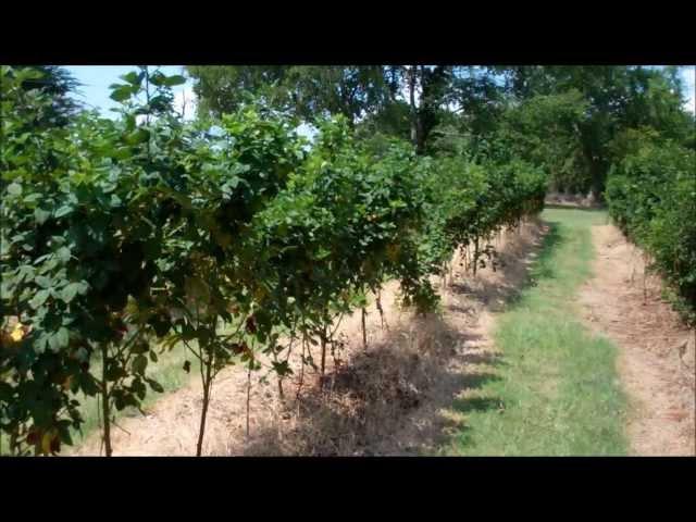 How To Trellis Blackberries and Raspberries