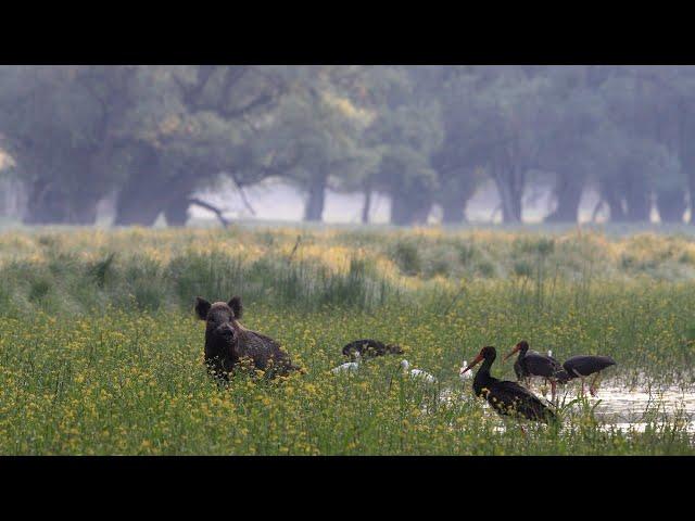 Gemenc Wild Danube English version