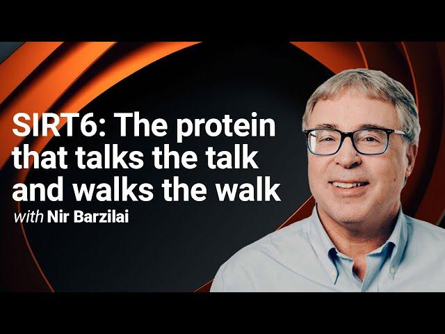 SIRT6: The protein that talks the talk and walks the walk