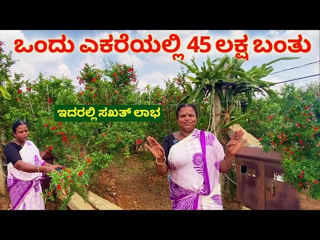 ಈ ಬೆಳೆ ಬಗ್ಗೆ ನನಗೆ ಏನೂ ಗೊತ್ತಿರಲಿಲ್ಲ | Farming in Kannada | Pomegranate farming in Karnataka | dalimbe