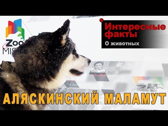 Аляскинский маламут - Интересные факты о породе  | Собака породы Аляскинский маламут