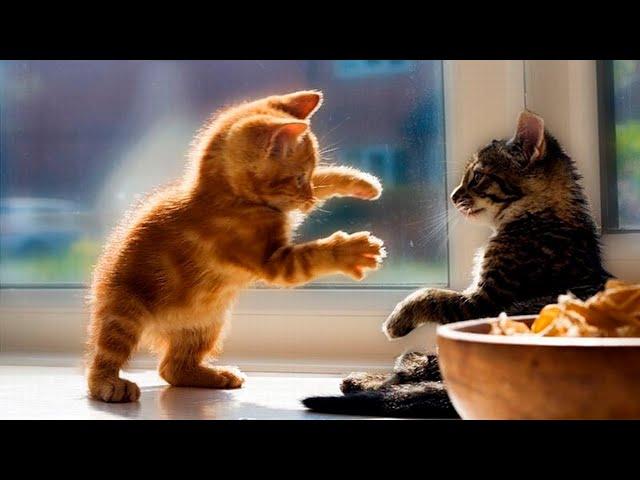 Funny animals - Funny cats / dogs - Funny animal videos 64