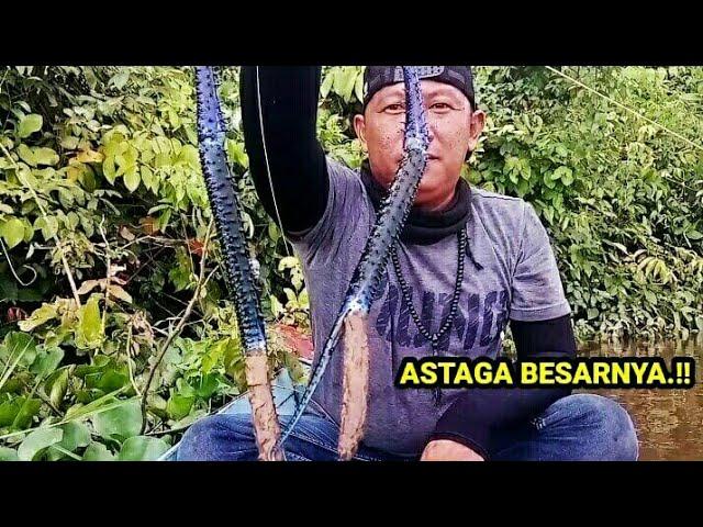 TERLALU BESAR.!! MATA KAIL HAMPIR TIDAK KUAT MENAHANNYA.!! MANCING UDANG GALAH MONSTER