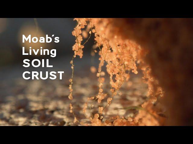 Moab's Living Soil Crust