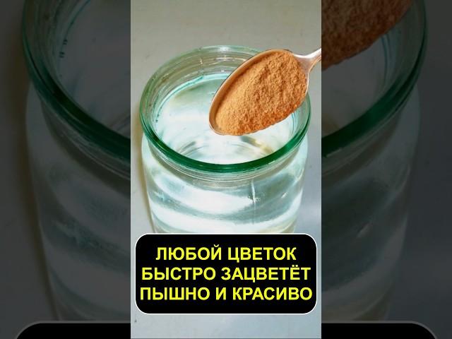 Любой цветок быстро зацветёт пышно и красиво #цветы #герань #сад #огород