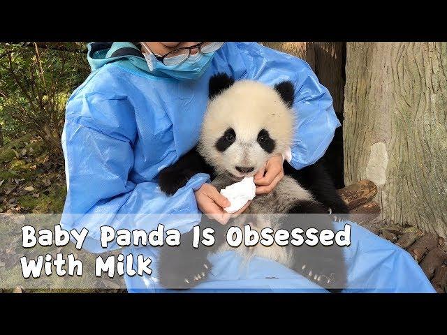 Baby Panda Is Obsessed With Milk | iPanda