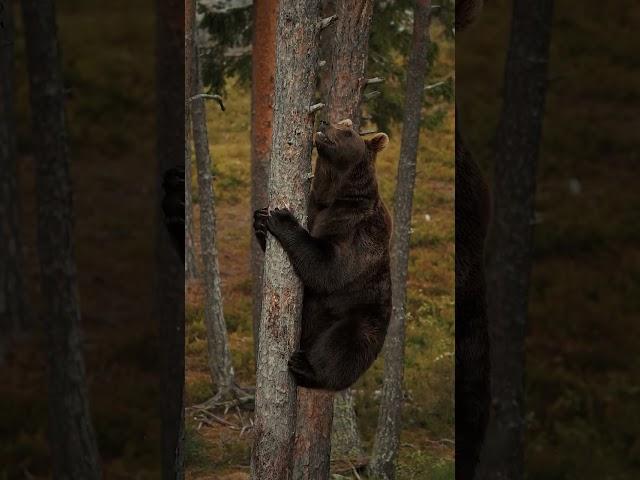 медведь лезет на дерево