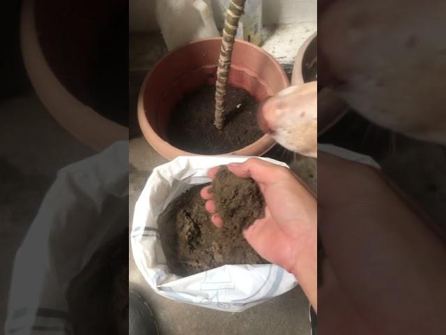 Organic Garden Soil/Loam Soil bought online