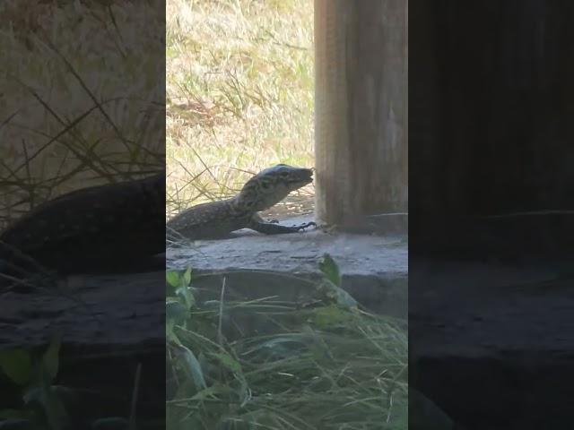 Baby Komodo catches frogs #animals