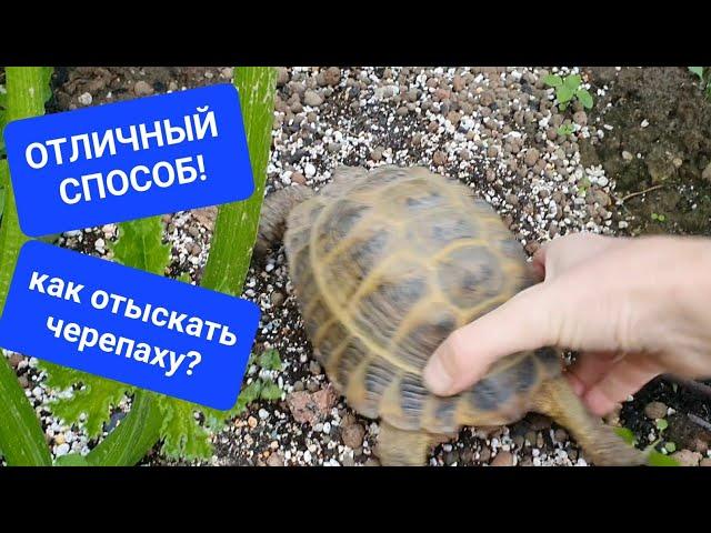 Как найти убежавшую черепаху на даче? отличный способ!