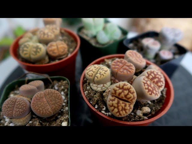 All About Lithops Care