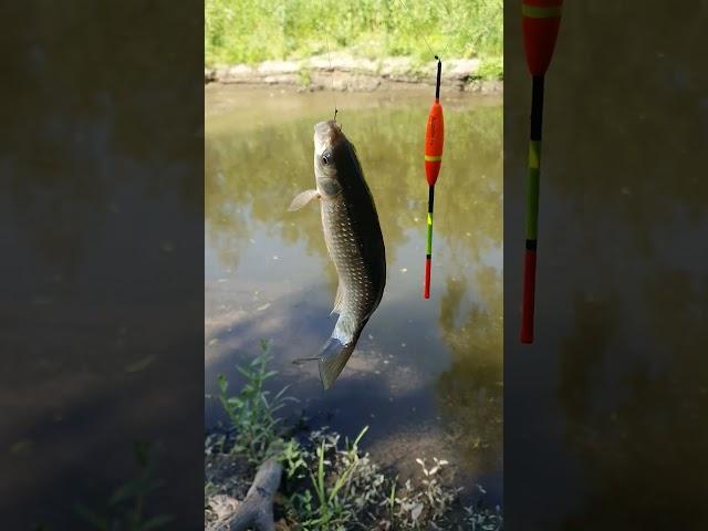 27.06.2024 Рыбалка в Запорожье #fishing #fish #рыбалка