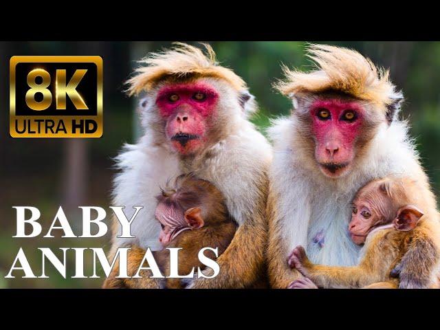 BABY ANIMALS 8K ULTRA HD - Cute Baby Animals Around the World