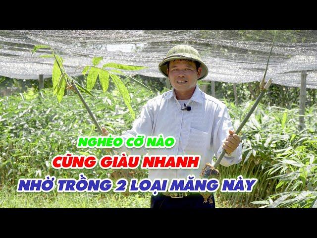 Trồng tre lấy măng || Giới thiệu tre mạnh tông - tre bát độ lấy măng cho bà con thoát nghèo